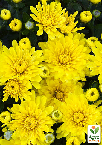 Хризантема Садовая "Fonti Yellow" (горшок ф12 высота 20-30см) - фото 3