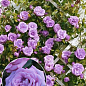 Ексклюзив! Троянда плетиста "Ванільне небо" (Vanilla Sky) (саджанець класу АА+) вищий сорт