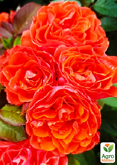 Троянда флорибунда "Леді оф Белград" (саджанець класу АА+) вищий сорт1