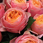 Роза в контейнере английская серии Девида Остина "Вувузела" (саженец класса АА+)  купить