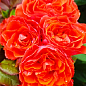 Троянда флорибунда "Леді оф Белград" (саджанець класу АА+) вищий сорт