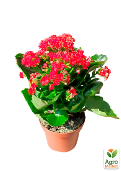 Каланхое Блоссфельда "Red" (Kalanchoe Blossfeldiana) (Нідерланди)5
