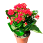 Каланхое Блоссфельда "Red" (Kalanchoe Blossfeldiana) (Нідерланди)
