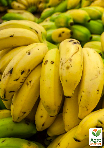 Ексклюзив! Банан карликовий яскраво-жовтого кольору "Сальвадор" (Salvador) (преміальний, високоврожайний, солодкий сорт)