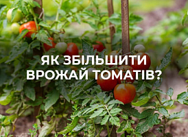 Навіщо прищипувати верхівки томатів | Agro-market
