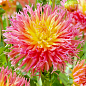 Георгина "Fringed Star"