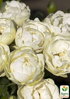 Роза в контейнере полиантовая "White Morsdag" (саженец класса АА+)1