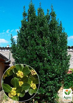 Лавр вечнозеленый "Кавказский" (3х летний, высота 80-100 см)2