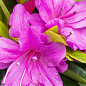Азалия 5-и летняя японская "Geisha Purple" вазон С7 купить