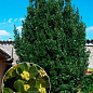 Лавр вечнозеленый "Кавказский" (3х летний, высота 80-100 см)