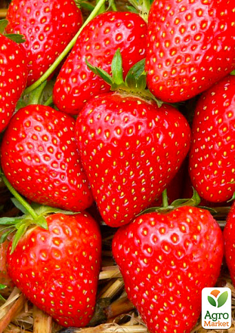 Ексклюзив! Полуниця яскраво-червона "Мармеладка" (Marmalade) (преміальний ремонтантний сорт, висока лежкість)