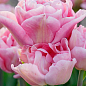 Тюльпан "Mariage" 