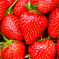 Ексклюзив! Полуниця яскраво-червона "Мармеладка" (Marmalade) (преміальний ремонтантний сорт, висока лежкість)