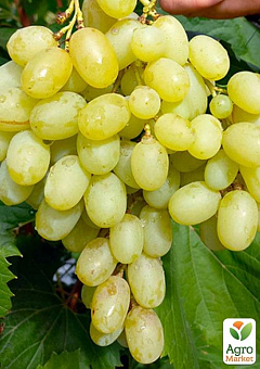 Виноград вегетирующий "Ландыш" 2