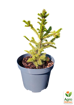 Ель 3-х летняя аянская "Jezo Spruce" С3, высота 20-25см26