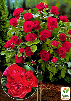 Окулянти Троянди на штамбі «Sorrento»1