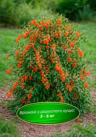 Эксклюзив! Годжи "Instant Success (Мгновенный успех)" (перекрестное опыление, садить по 2 шт) - фото 4