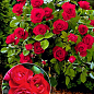 Окулянти Троянди на штамбі «Sorrento»