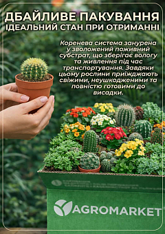 LMTD Рипсалис "Baccifera horrida" (5,5)7