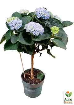 LMTD Гортензия на штамбе цветущая 4-х летняя "Magical Revolution Blue" (50-60см)12