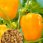 На вагу Перець "Помаранчеве диво" ТМ "Весна" ціна за 1г