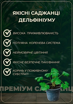Дельфініум гібридний "Dark Blue Dark Bee"10
