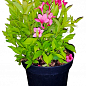 Вейгела цветущая 2-х летняя "Пикобелла Роса"(Weigela Picobella Rosa) С2, высота 20-40см