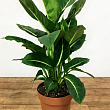 Дифенбахія (Dieffenbachia) "Green Magic" висота 40-60см
