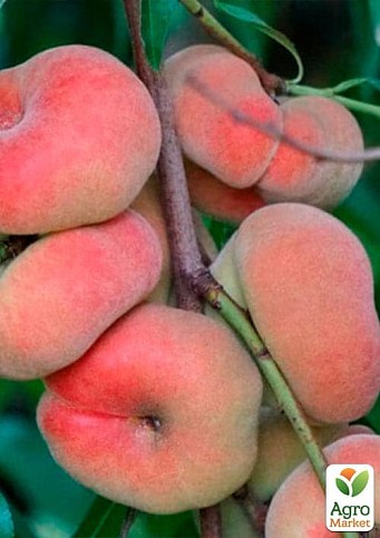 Персик колоновидный "Инжирный" (суперсладкий сорт, средний срок созревания) - фото 2