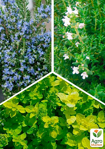 Набір пряних трав "BBQ" (розмарин+тим'ян+орегано) вазон С2