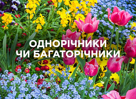 Однорічники або багаторічники: переваги та недоліки | Agro-market