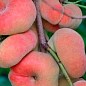 Персик колоновидный "Инжирный" (суперсладкий сорт, средний срок созревания) купить