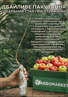 Яблоня "Ранетка" (райское яблочко)30