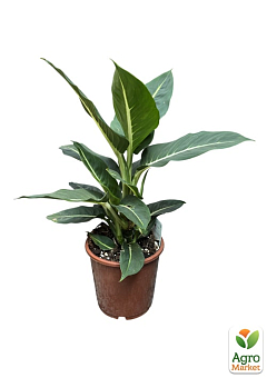 Дифенбахія (Dieffenbachia) "Green Magic" висота 40-60см22