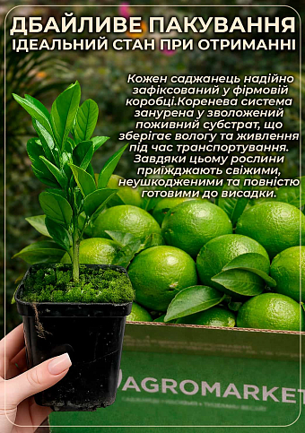 Лайм "Мексиканський" (вкоріненого живця) - фото 4