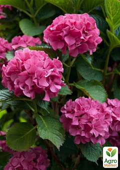 LMTD Гортензия macrophylla "Sibilla" 5-и летняя (высота 40-50см)15