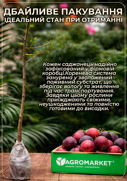 Сливово-черешневий гібрид "Світ Тріат" (надзвичайно солодкий сорт, середній термін дозрівання)