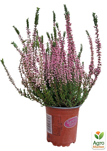 Верес звичайний "Meike" - фото 5