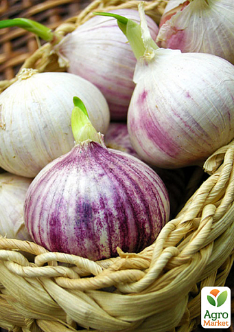 Эксклюзив! Чеснок посадочный (однозубка) "Мюнхгаузен" (Munchhausen) (премиальный крупный сорт) Украина 200г