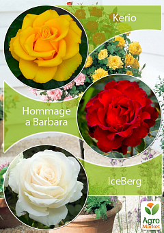 Окулянти Троянди на штамбі Триколор «Kerio + Iceberg + Hommage a Barbara»1
