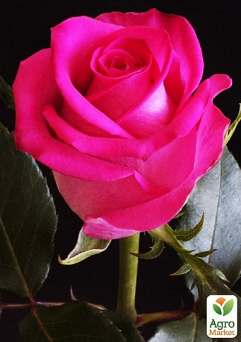 Роза чайно-гибридная "Утро Парижа" (саженец класса АА+) высший сорт