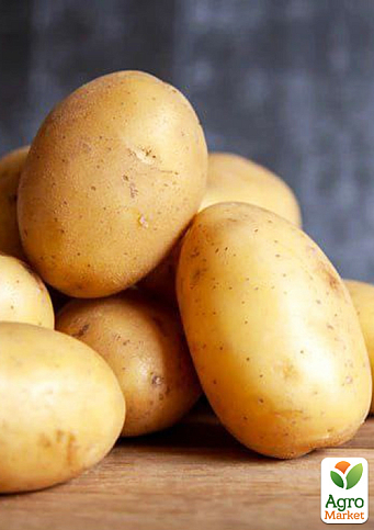 Картопля "Корінна" насіннєва рання (1 репродукція) 1кг