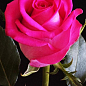Троянда чайно-гібридна "Ранок Парижа" (саджанець класу АА +) вищий сорт