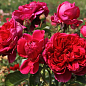 Троянда в контейнері англійська "Soul" (саджанець класу АА+) цена