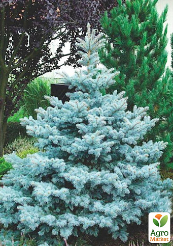 Ялина колюча блакитна «Супер Блю» (Picea pungens «Super Blue») S10 висота 80-100см - фото 3