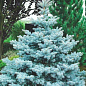 Ялина колюча блакитна «Супер Блю» (Picea pungens «Super Blue») S10 висота 80-100см цена
