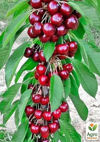 Черешня колоноподібна "Світ Чері" (великоплідна, середній термін дозрівання) - фото 4