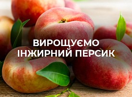 Про вирощування інжирного персика - корисні статті про садівництво від Agro-Market