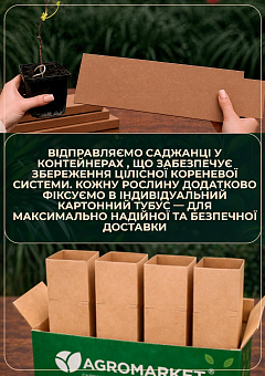 Ексклюзив! Тюльпанове дерево яскраво-жовте "Магічний бал" (Magic ball) (преміальний сорт)21