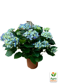 LMTD Гортензия macrophylla кудрявая цветущая 5и летняя "Curly Wurly Blue" (40-50см)27